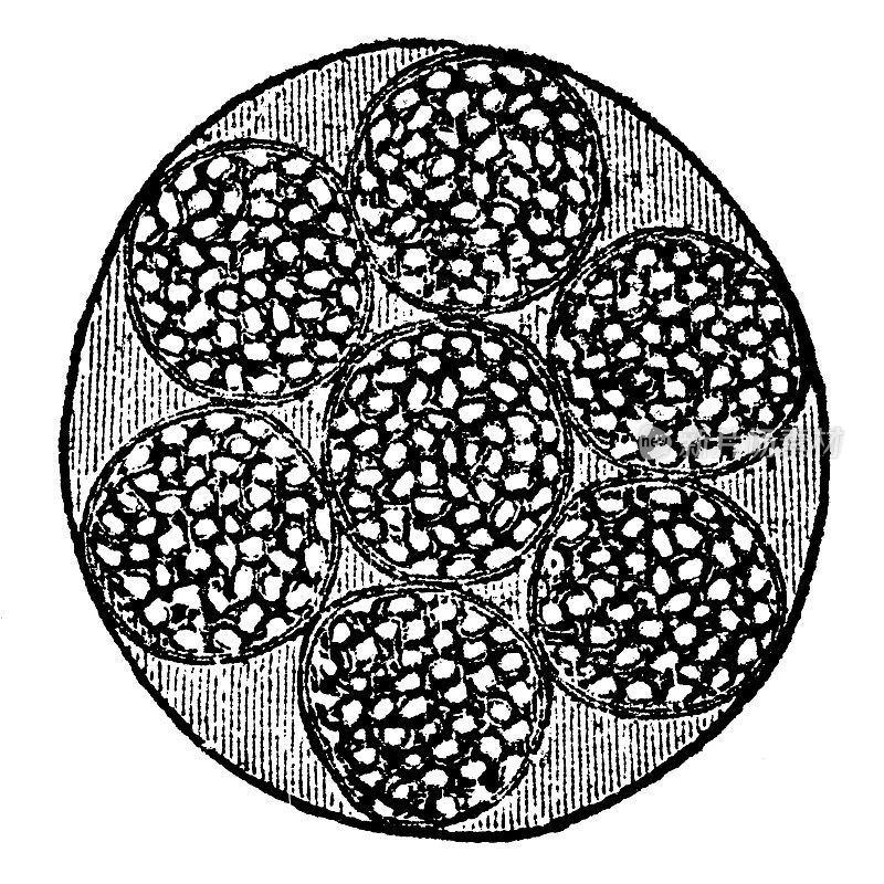 人类受精卵细胞的医学插图- 19世纪
